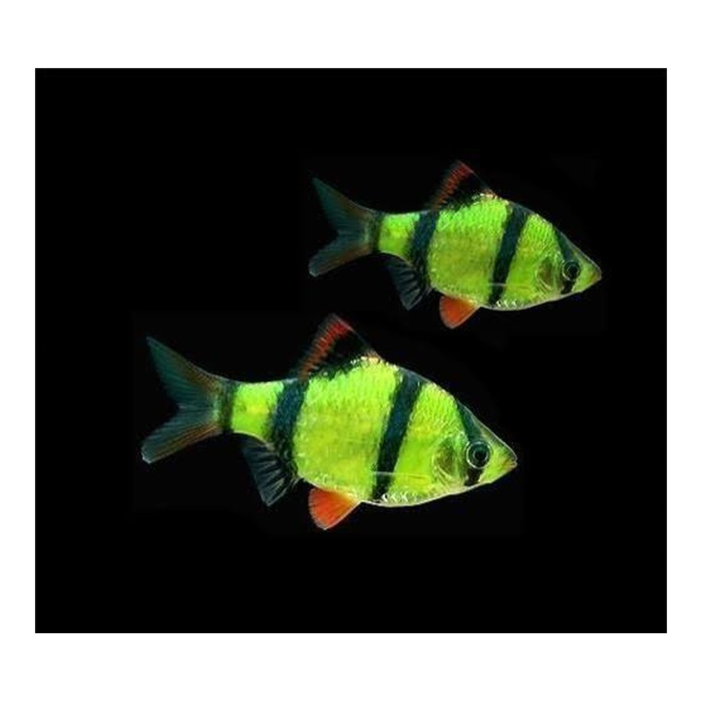 Барбус суматранський зелений GloFish