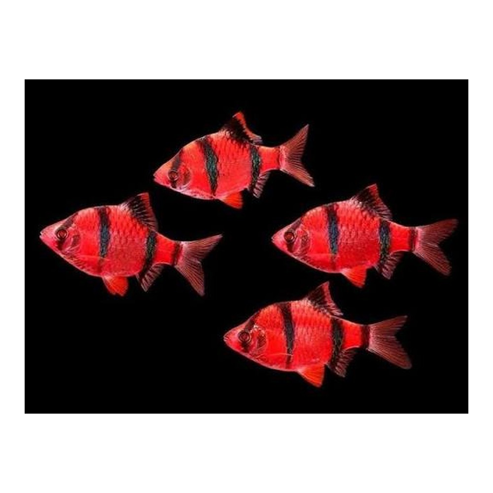 Барбус суматранський червоний GloFish