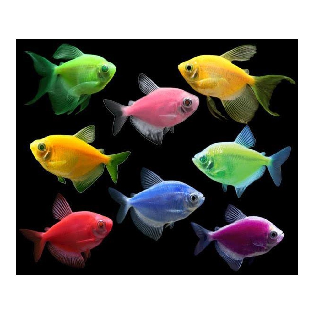 Тернеція GloFish мікс