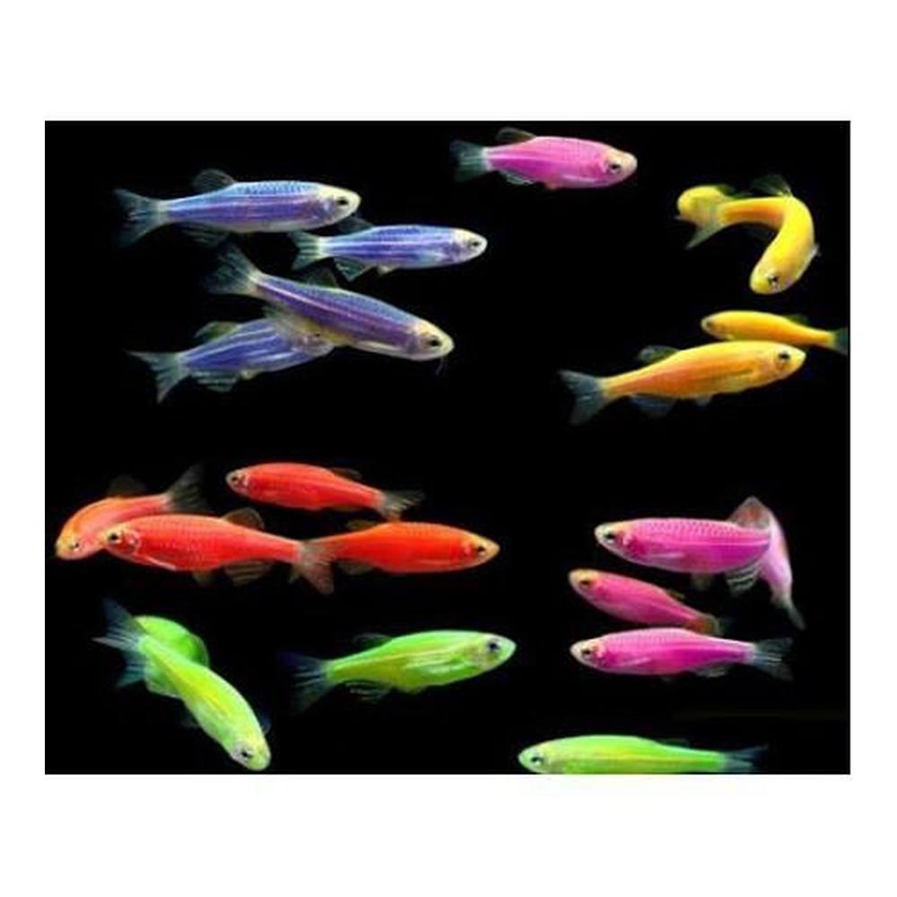 Даніо GloFish