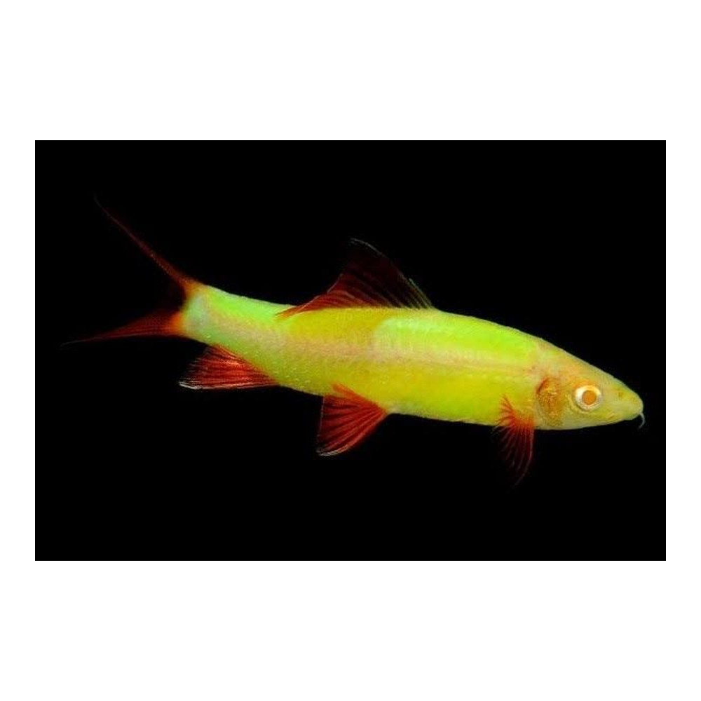 Лабео GloFish салатовий